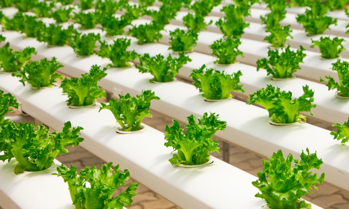 Five sustainable food investment trends to watch